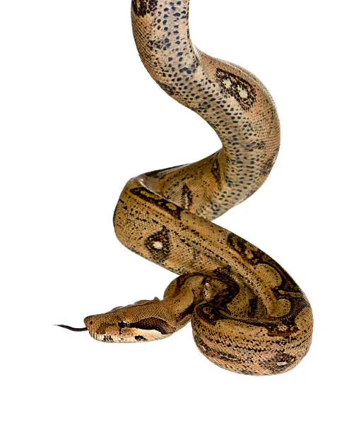 Boa constrictor in front of a white background.
