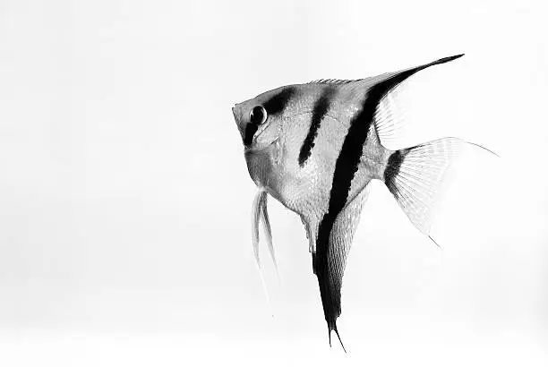 Photo of Angelfish on white background