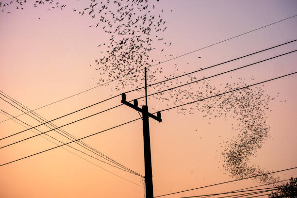 Flock of bats flying curve over electric pole at dusk Flock of bats flying curve over electric pole at sunset ratchaburi province stock pictures, royalty-free photos & images
