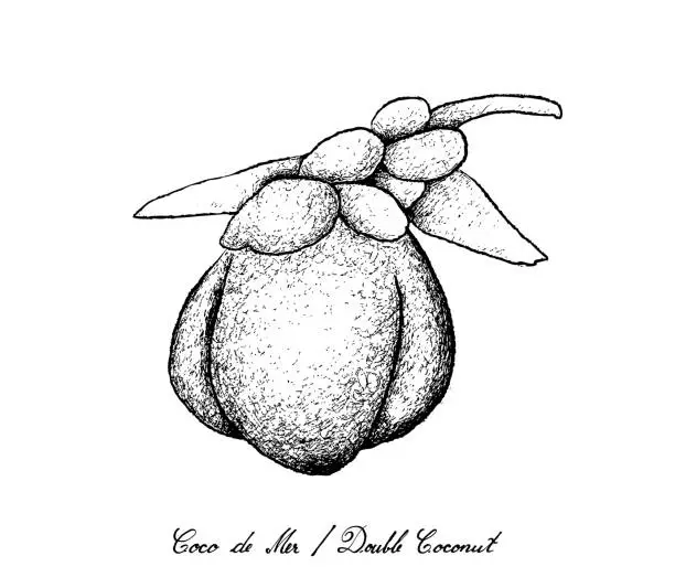 Vector illustration of Hand Drawn of Coco de Mer or Double Coconut Fruits