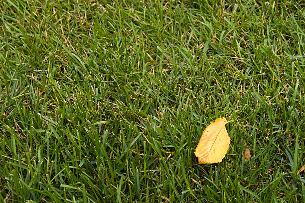 Amarillo leafe sobre un césped verde - foto de stock