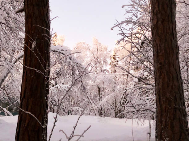 istock Tree in the snow against a blue sky with clouds 920999246
