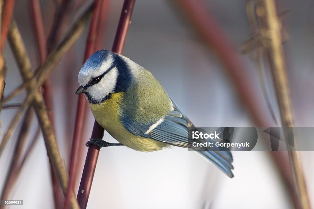 Blue tit in the bushes  Animal Wildlife Stock Photo