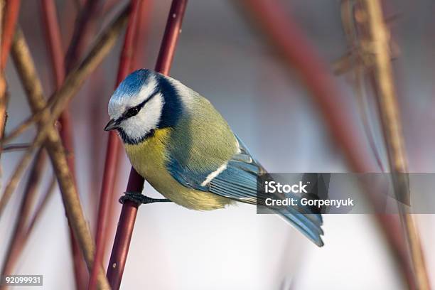 Blue Tit In The Bushes Stock Photo - Download Image Now - Animal Wildlife, Bird, Bluetit