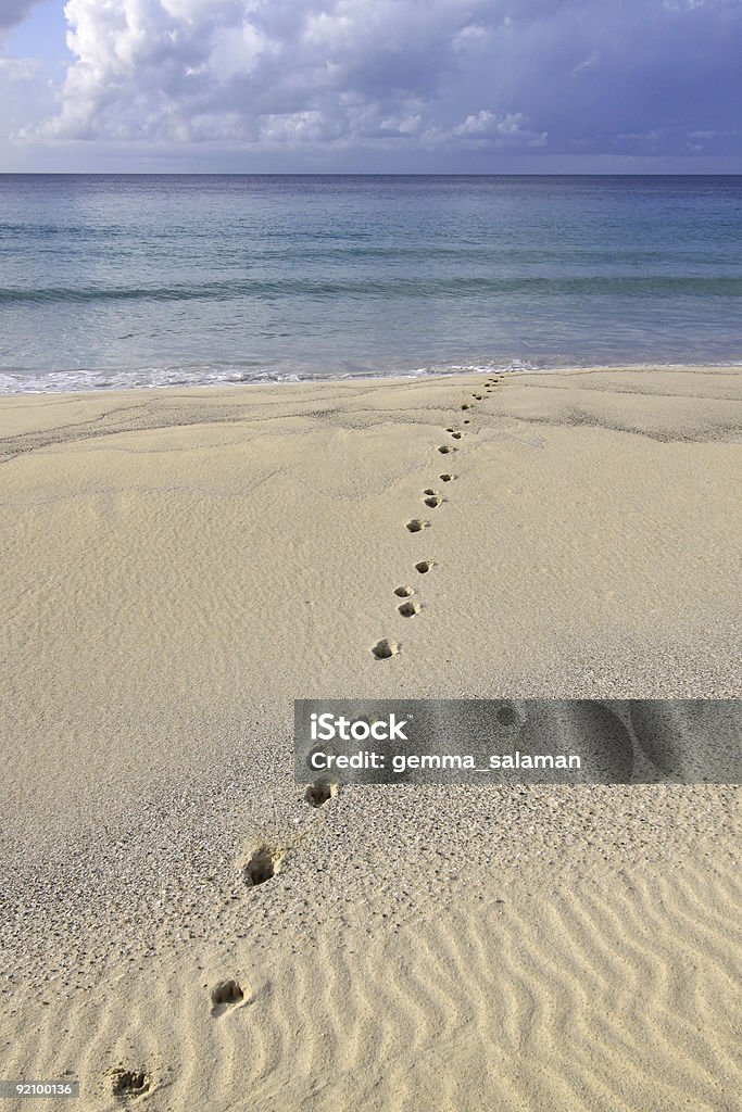Felinas na areia - Foto de stock de Areia royalty-free