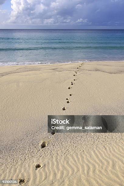 Foto de Felinas Na Areia e mais fotos de stock de Areia - Areia, Pegada de pata de animal, Desenho de Ondas