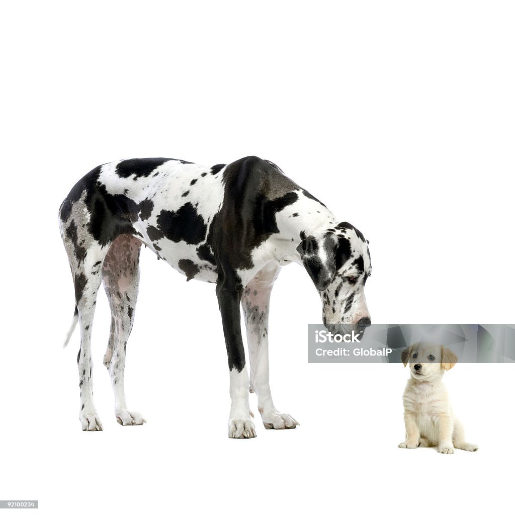 Great Dane harlequin looking down at Yellow Labrador Retriever puppy  Large Stock Photo
