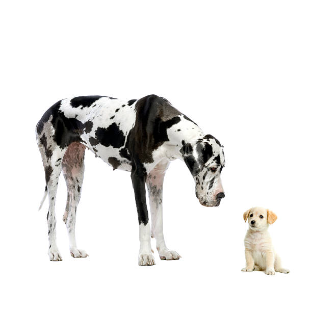 cão dinamarquês harlequin olhando para baixo na amarela labrador filhote - large mammal - fotografias e filmes do acervo