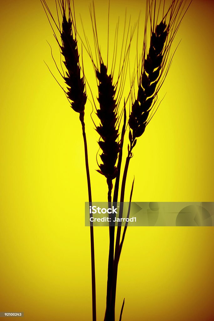 Grain silhouette  Agriculture Stock Photo