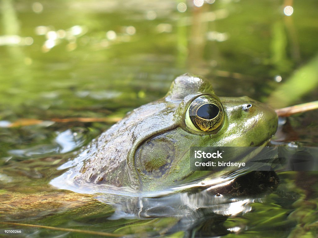 Leopardfrosch (Rana pipiens - Lizenzfrei Farbbild Stock-Foto