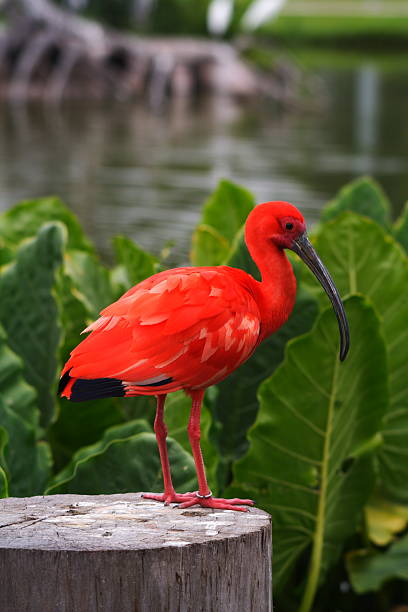 ショウジョウトキ - scarlet ibis ストックフォトと画像