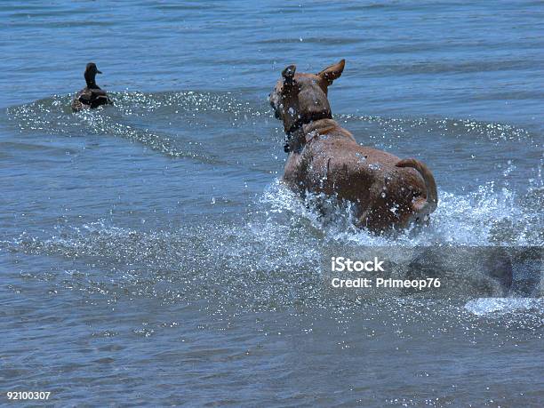 Playful Dog Stock Photo - Download Image Now - Chasing, Dog, Pursuit - Concept