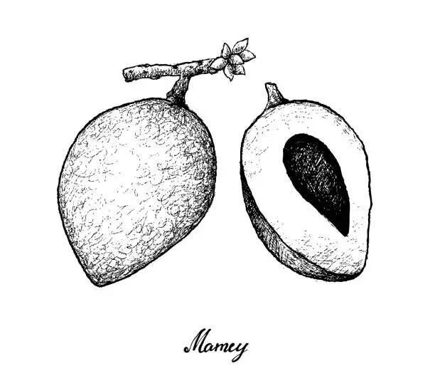Vector illustration of Hand Drawn of Mamey Sapote on White Background