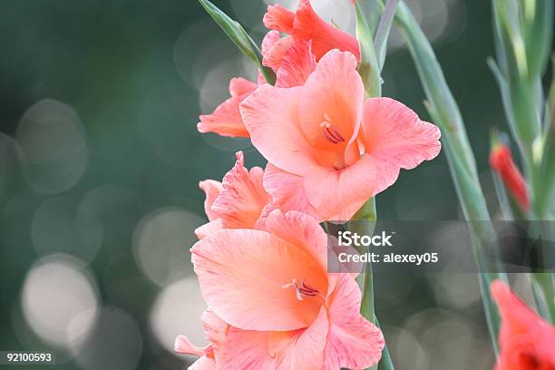 Gladioli - Fotografie stock e altre immagini di Bandiera - Bandiera, Gladiolo, Ambientazione esterna