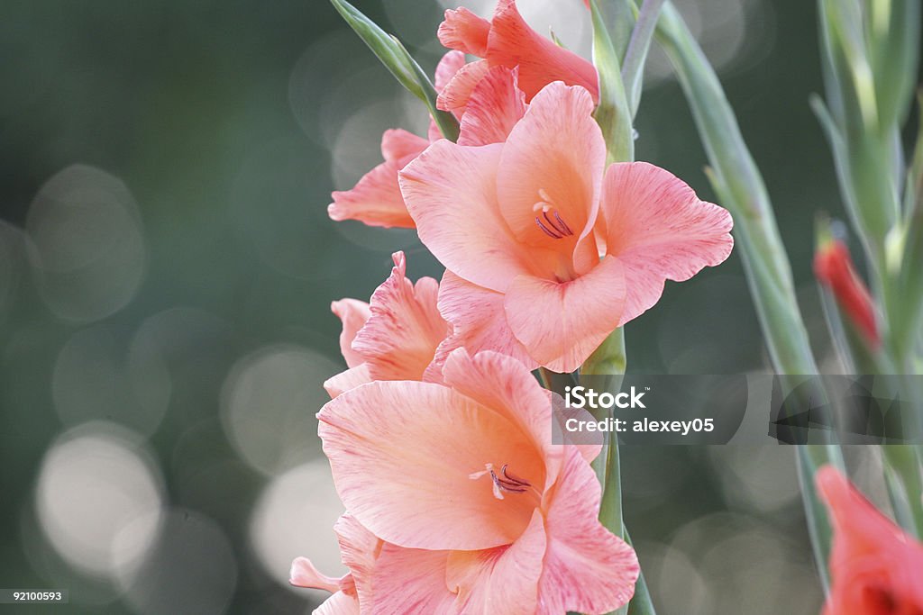 Gladioluses - 로열티 프리 글라디올러스 스톡 사진