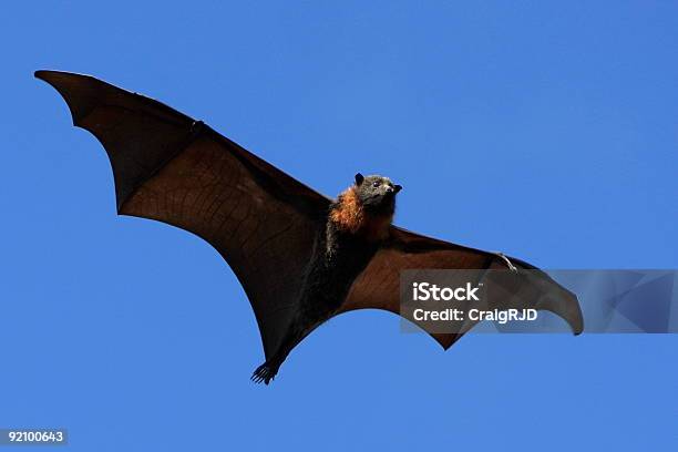 Scary Zorro Volador Foto de stock y más banco de imágenes de Volar - Volar, Zorro volador, Aire libre