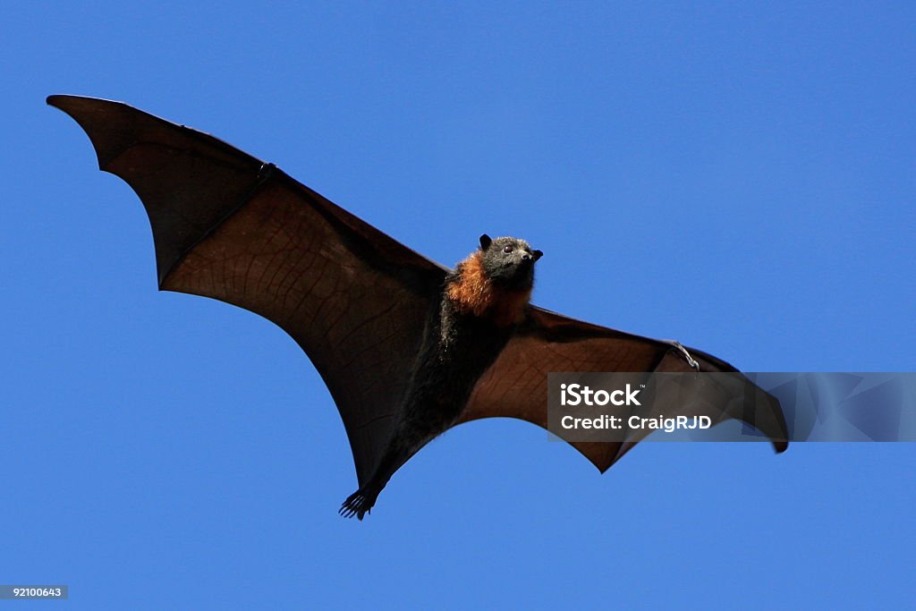 스캐리 날여우큰박쥐 - 로열티 프리 날기 스톡 사진