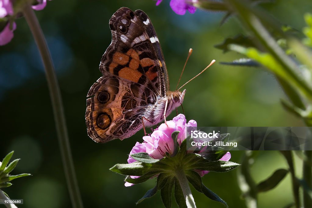 Painted Lady Butterfly Painted Lady Butterfly on Thistle Flower Admiral Butterfly Stock Photo