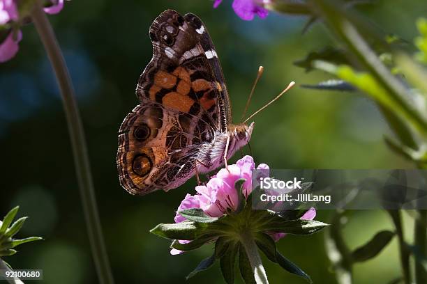 Painted Lady Butterfly Stock Photo - Download Image Now - Admiral Butterfly, Adult, Animal Body Part