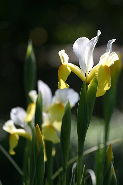 Iris in Sun stock photo