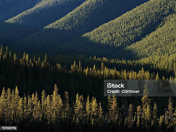 Dense Coniferous Forest Stock Photo - Download Image Now - Alberta, Foothills, Forest