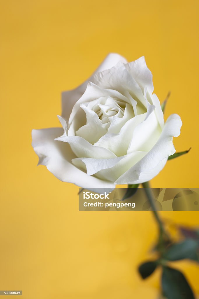 white rose  Color Image Stock Photo