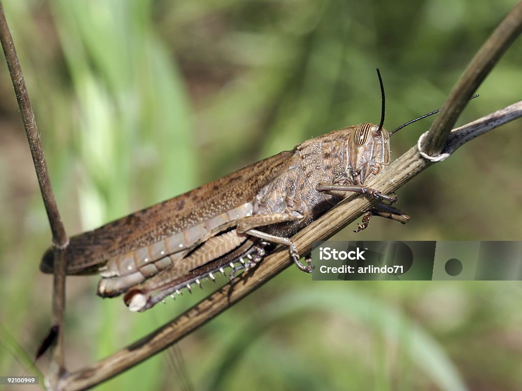 Locust - Foto de stock de Migración animal libre de derechos