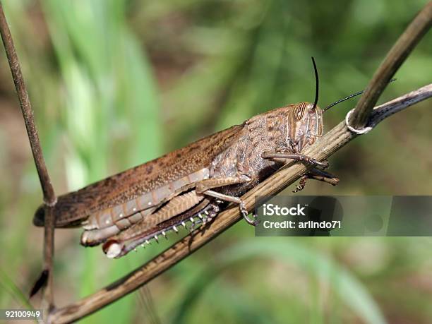 Locust Foto de stock y más banco de imágenes de Migración animal - Migración animal, Saltamontes, Cerca de