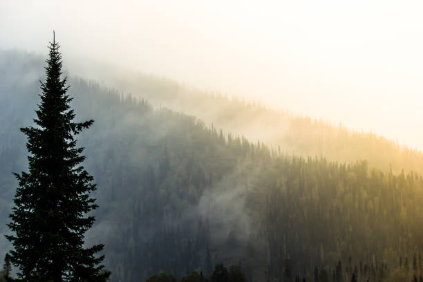 Silhouette of a coniferous forest on the background hill in the fog stock photo