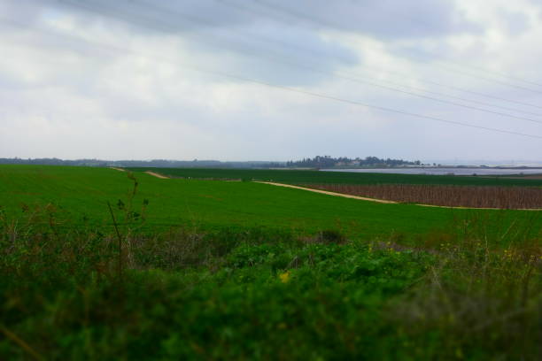 istock Green fields in the winter in Israel 921012596