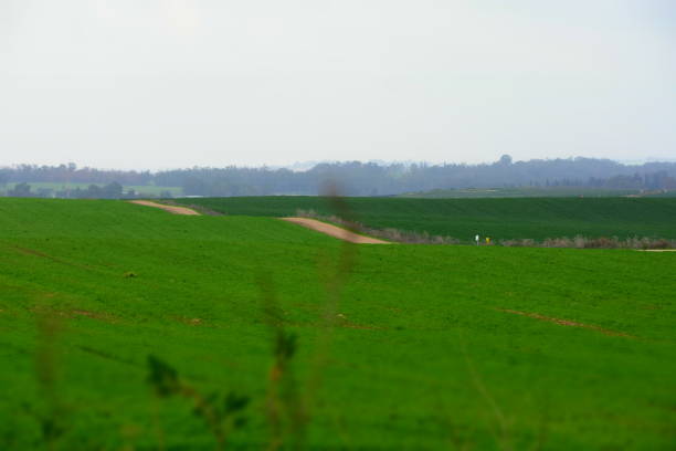 Green fields in the winter in Israel