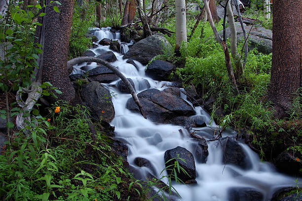 cascata sfocatura - riparian forest foto e immagini stock