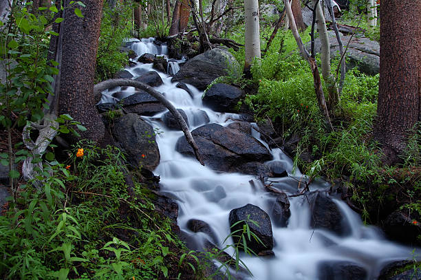 водопад blur - riparian forest стоковые фото и изображения