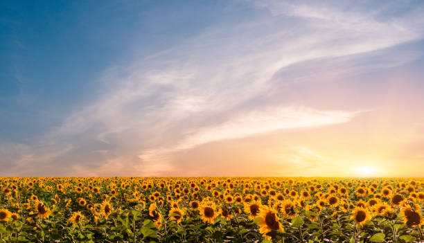 beautiful sunflowers on the sunset with a beautiful sky. - sunflower field flower yellow imagens e fotografias de stock