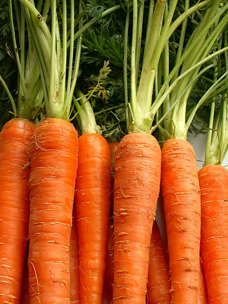 carrots stock photo