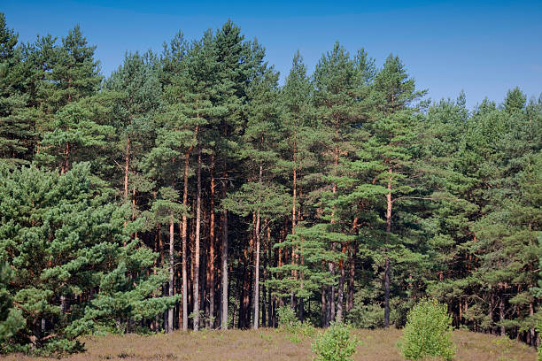 forest stock photo