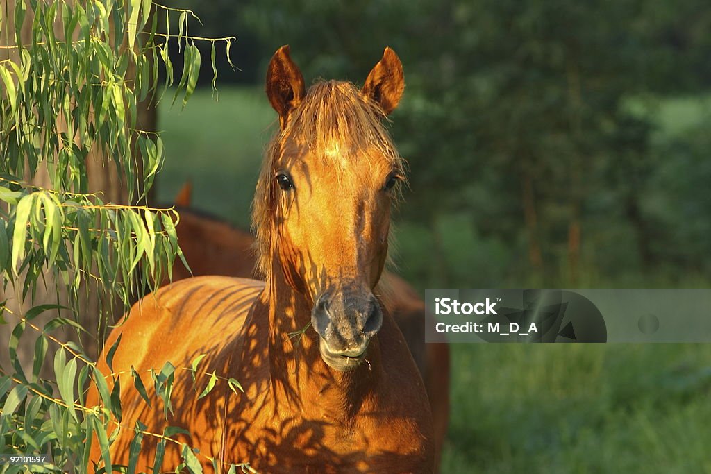 Bad capelli mattina - Foto stock royalty-free di Accendere (col fuoco)