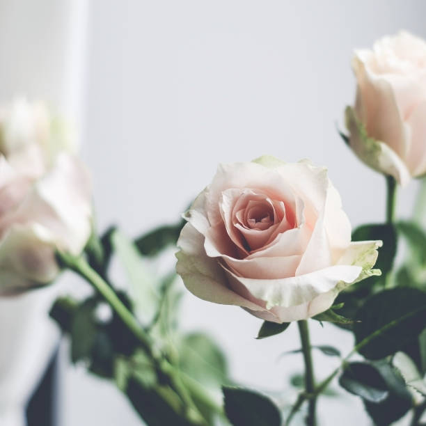 istock Bouquet of pale pink cream roses 921016462