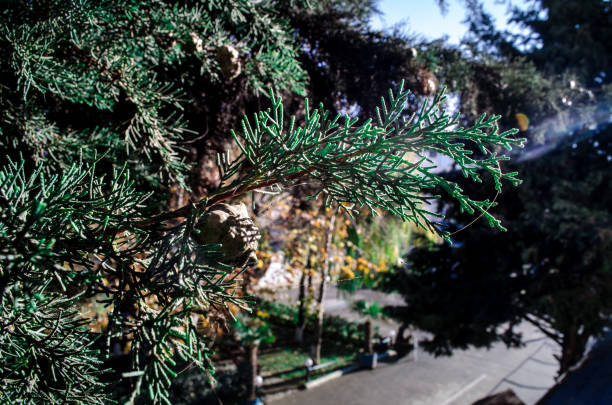 cones on the branches of a cypress tree in Nabran Azerbaijan. Selective focus
