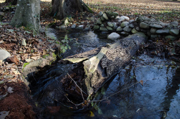istock forest trees and flowing fresh water at sunset time. Azerbaijan 921016692