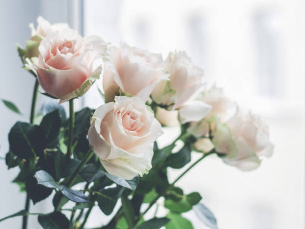 istock Bouquet of pale pink cream roses 921016730
