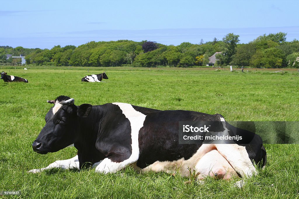 Vache de repos - Photo de Horizontal libre de droits