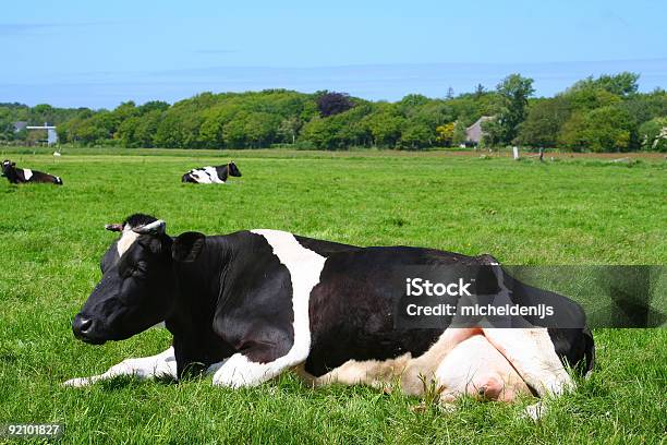 Photo libre de droit de Vache De Repos banque d'images et plus d'images libres de droit de Horizontal - Horizontal, Image en couleur, Photographie