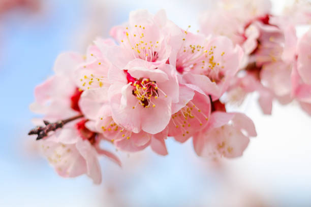 istock Beautiful cherry blossom , sakura  in spring time . 921018966
