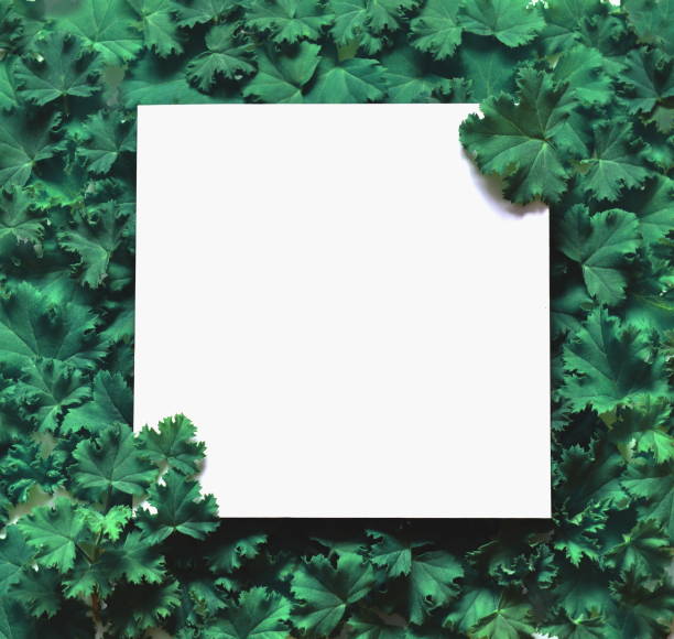 istock Creative layout made leaves with white paper frame. Flat lay. Nature concept 921019122