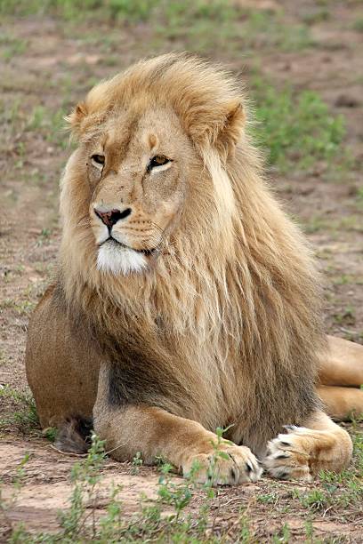 istock King of the Beasts 92101941