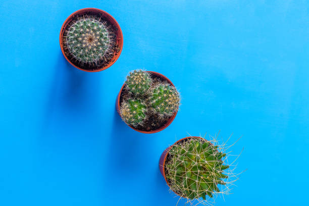 istock Top view the succulents on blue desk. 921019518