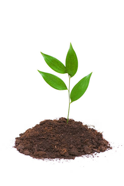istock Seedlings growing isolated on the white background 92102097