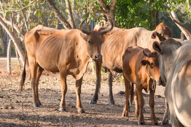 istock Cattle in Pantanal, Brazil 921023294