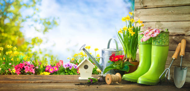 istock Gardening tools and spring flowers on the terrace 921023522